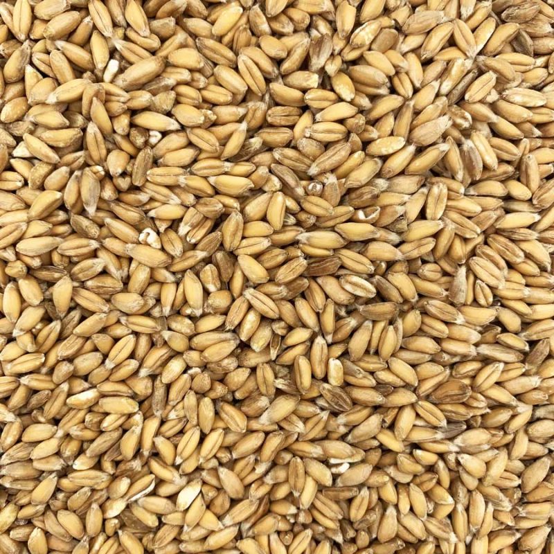 farro integrale bio 500g
